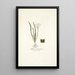 Allium striatum - Nikolaus Joseph Freiherr von Jacquin — cuadro enmarcado en la pared