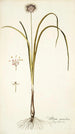 Allium suaveolens - Nikolaus Joseph Freiherr von Jacquin — artwork view