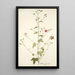 Althaea narbonensis - Nikolaus Joseph Freiherr von Jacquin — cuadro enmarcado en la pared