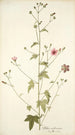 Althaea narbonensis - Nikolaus Joseph Freiherr von Jacquin — vista de la obra