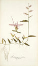 Andropogon undatus - Nikolaus Joseph Freiherr von Jacquin — vista de la obra
