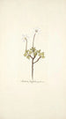 Anemone fragifera - Nikolaus Joseph Freiherr von Jacquin — vista de la obra