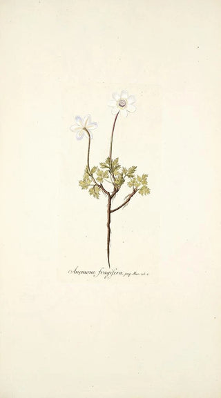 Nikolaus Joseph Freiherr von Jacquin - Anemone fragifera.webp