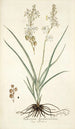 Anthericum bipedunculatum - Nikolaus Joseph Freiherr von Jacquin — vista de la obra