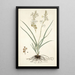 Anthericum bipedunculatum - Nikolaus Joseph Freiherr von Jacquin — cuadro enmarcado en la pared