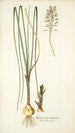 Anthericum exuviatum - Nikolaus Joseph Freiherr von Jacquin — vista de la obra