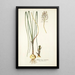 Anthericum exuviatum - Nikolaus Joseph Freiherr von Jacquin — cuadro enmarcado en la pared
