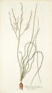 Anthericum flexifolium - Nikolaus Joseph Freiherr von Jacquin — vista de la obra