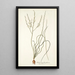 Anthericum flexifolium - Nikolaus Joseph Freiherr von Jacquin — cuadro enmarcado en la pared