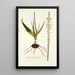 Anthericum latifolium - Nikolaus Joseph Freiherr von Jacquin — cuadro enmarcado en la pared