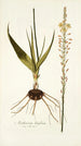 Anthericum latifolium - Nikolaus Joseph Freiherr von Jacquin — vista de la obra