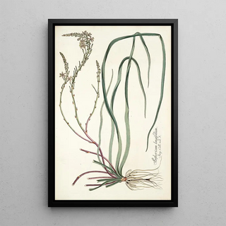 Nikolaus Joseph Freiherr von Jacquin - Anthericum longifolium.webp