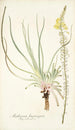 Anthericum longiscapum - Nikolaus Joseph Freiherr von Jacquin — vista de la obra
