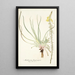 Anthericum longiscapum - Nikolaus Joseph Freiherr von Jacquin — cuadro enmarcado en la pared