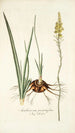 Anthericum pugioniforme - Nikolaus Joseph Freiherr von Jacquin — vista de la obra