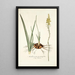 Anthericum pugioniforme - Nikolaus Joseph Freiherr von Jacquin — cuadro enmarcado en la pared