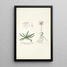 Anthericum pusillum - Nikolaus Joseph Freiherr von Jacquin — cuadro enmarcado en la pared