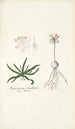 Anthericum pusillum - Nikolaus Joseph Freiherr von Jacquin — vista de la obra