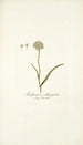 Anthericum subtrigynum - Nikolaus Joseph Freiherr von Jacquin — vista de la obra