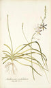 Anthericum undulatum - Nikolaus Joseph Freiherr von Jacquin — vista de la obra