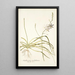 Anthericum undulatum - Nikolaus Joseph Freiherr von Jacquin — cuadro enmarcado en la pared