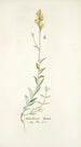 Antirrhinum hirtum - Nikolaus Joseph Freiherr von Jacquin — vista de la obra