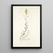 Antirrhinum hirtum - Nikolaus Joseph Freiherr von Jacquin — cuadro enmarcado en la pared