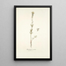 Antirrhinum versicolor - Nikolaus Joseph Freiherr von Jacquin — cuadro enmarcado en la pared