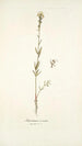 Antirrhinum versicolor - Nikolaus Joseph Freiherr von Jacquin — vista de la obra