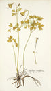 Aquilegia viridiflora - Nikolaus Joseph Freiherr von Jacquin — vista de la obra