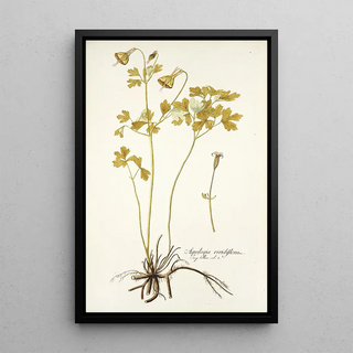 Nikolaus Joseph Freiherr von Jacquin - Aquilegia viridiflora.webp