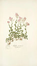Arabis ovirensis - Nikolaus Joseph Freiherr von Jacquin — vista de la obra