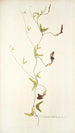 Aristolochia bilobata - Nikolaus Joseph Freiherr von Jacquin — vista de la obra