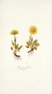 Arnica glacialis - Nikolaus Joseph Freiherr von Jacquin — vista de la obra