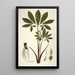 Arum helleborifolium - Nikolaus Joseph Freiherr von Jacquin — cuadro enmarcado en la pared