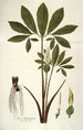 Arum helleborifolium - Nikolaus Joseph Freiherr von Jacquin — vista de la obra