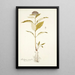 Asclepias citrifolia - Nikolaus Joseph Freiherr von Jacquin — cuadro enmarcado en la pared