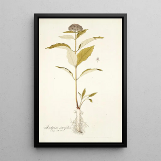 Nikolaus Joseph Freiherr von Jacquin - Asclepias citrifolia.webp