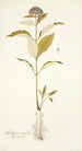 Asclepias citrifolia - Nikolaus Joseph Freiherr von Jacquin — vista de la obra
