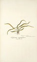 Asplenium angustifolium - Nikolaus Joseph Freiherr von Jacquin — artwork view