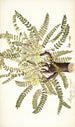 Astragalus exscapus - Nikolaus Joseph Freiherr von Jacquin — vista de la obra
