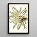 Astragalus exscapus - Nikolaus Joseph Freiherr von Jacquin — cuadro enmarcado en la pared