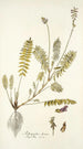 Astragalus hians - Nikolaus Joseph Freiherr von Jacquin — vista de la obra
