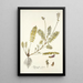 Astragalus hians - Nikolaus Joseph Freiherr von Jacquin — cuadro enmarcado en la pared