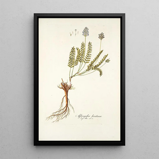 Nikolaus Joseph Freiherr von Jacquin - Astragalus leontinus.webp