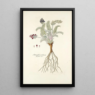 Nikolaus Joseph Freiherr von Jacquin - Astragalus uralensis.webp