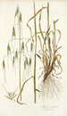 Avena sterilis - Nikolaus Joseph Freiherr von Jacquin — vista de la obra