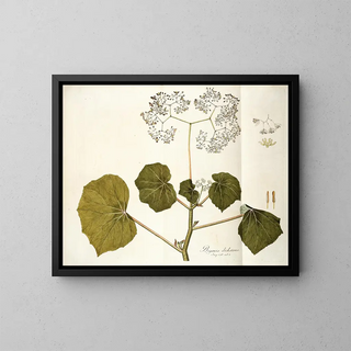 Nikolaus Joseph Freiherr von Jacquin - Begonia dichotoma.webp