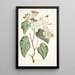 Begonia menor - Nikolaus Joseph Freiherr von Jacquin — cuadro enmarcado en la pared