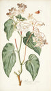 Begonia menor - Nikolaus Joseph Freiherr von Jacquin — vista de la obra